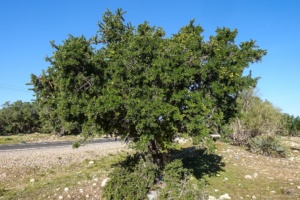 mogador_13