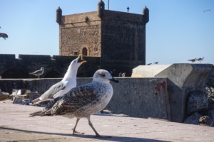 mogador_31