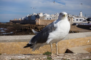 mogador_37